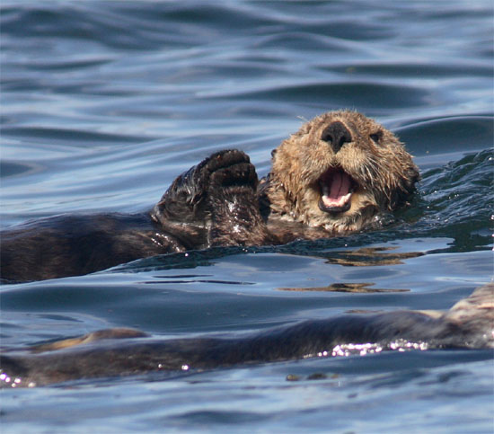 Funny Sea Otters