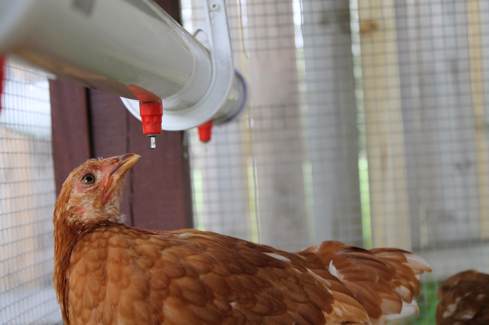 Clean Simple Automatic Chicken Watering System Easy anf Fun Make an