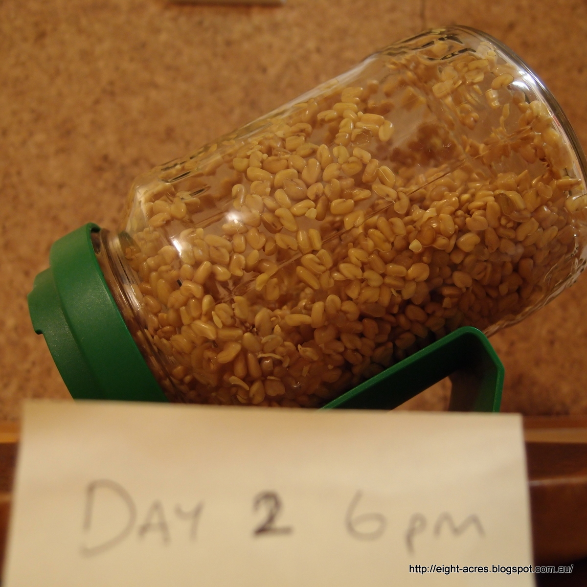 How to sprout Fenugreek Eight Acres Natural Living