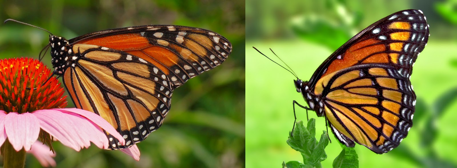 Trailing Normal The Monarch Butterfly