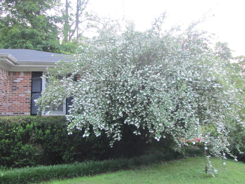 Deutzia Scabra