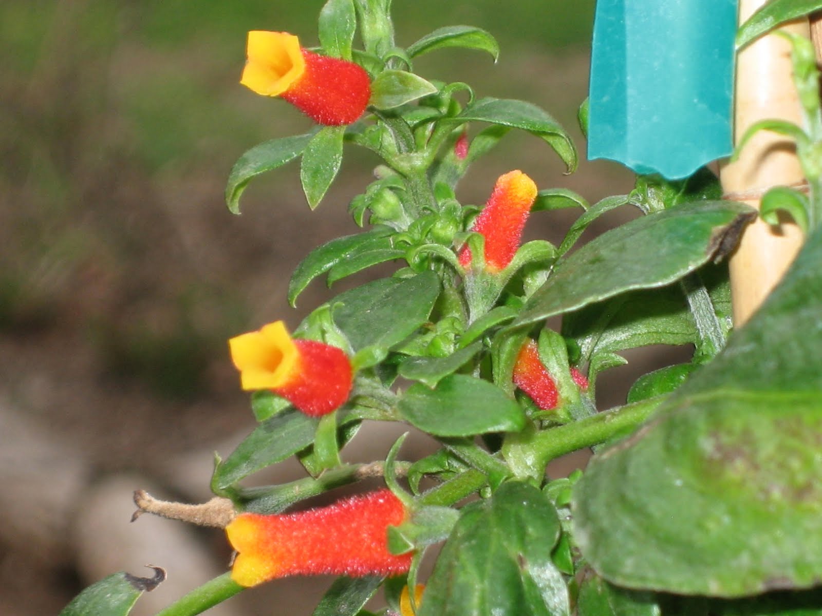 Lisa Bonassin's Garden What's Blooming Now Candy Corn Vine 02/27/11