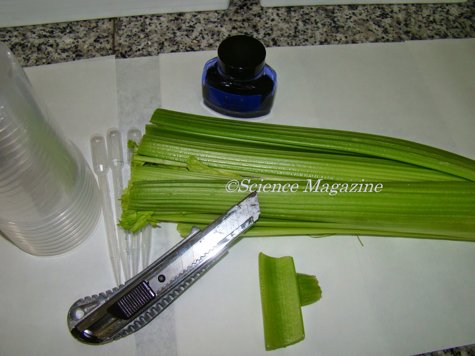 Science Magazine OBSERVING XYLEM VESSELS IN CELERY