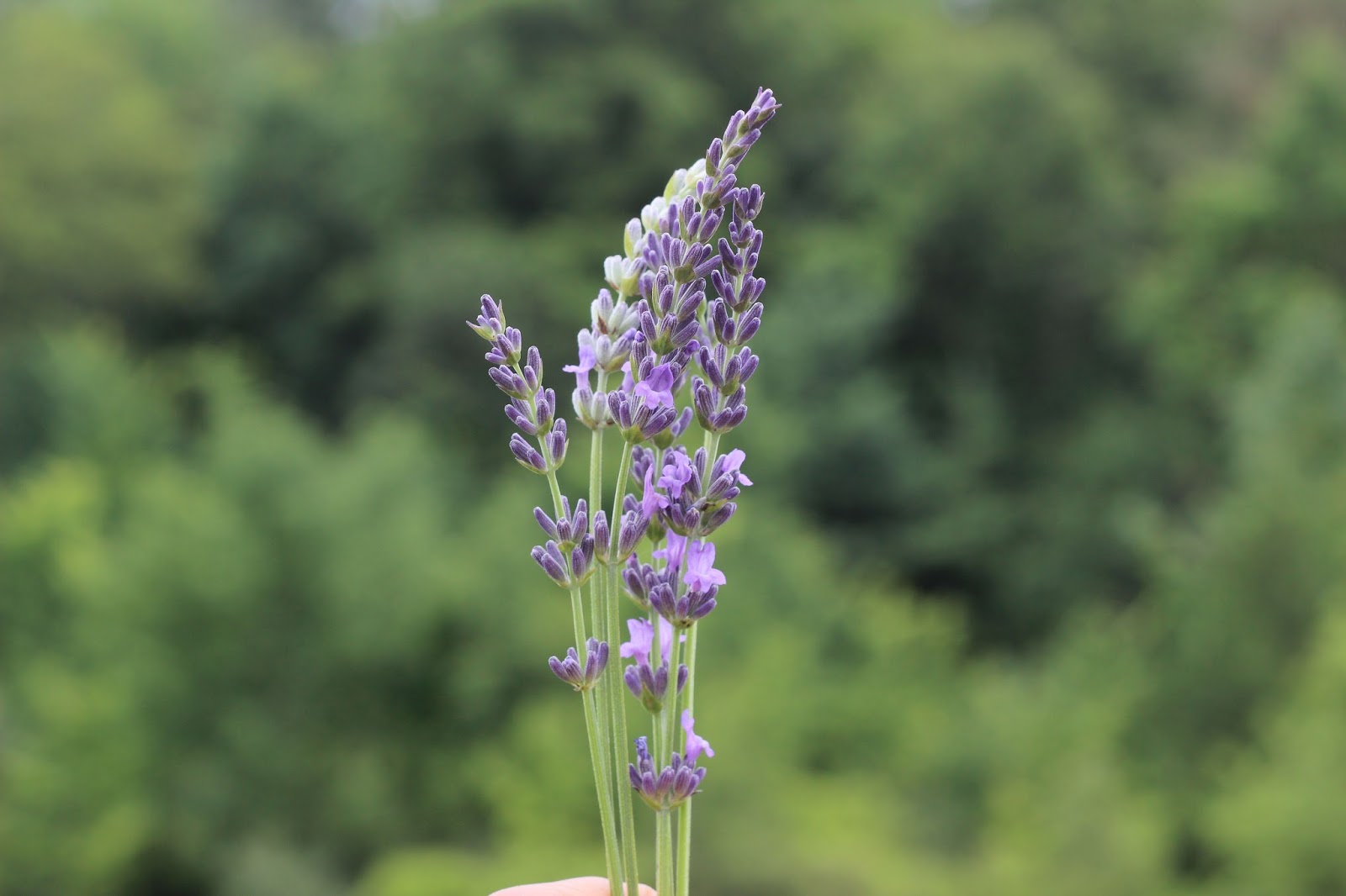 Dina's Days Outfit Outlet Lavender Maxi at the Lavender Farm