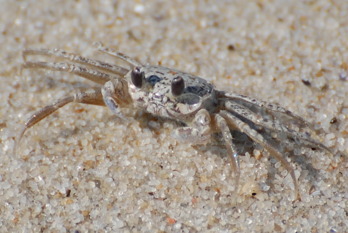 Urban Wildlife Guide Atlantic Ghost Crab