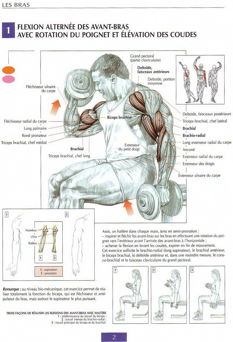 Biceps Workout Pictures