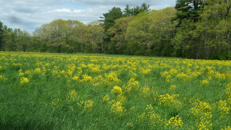 Baer Field