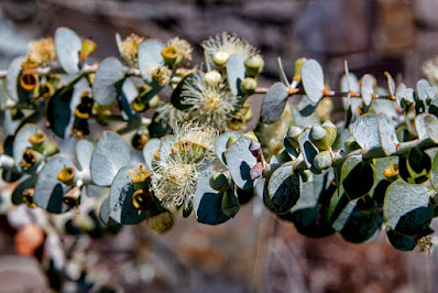 Eucalyptus%2Bcinerea.jpg
