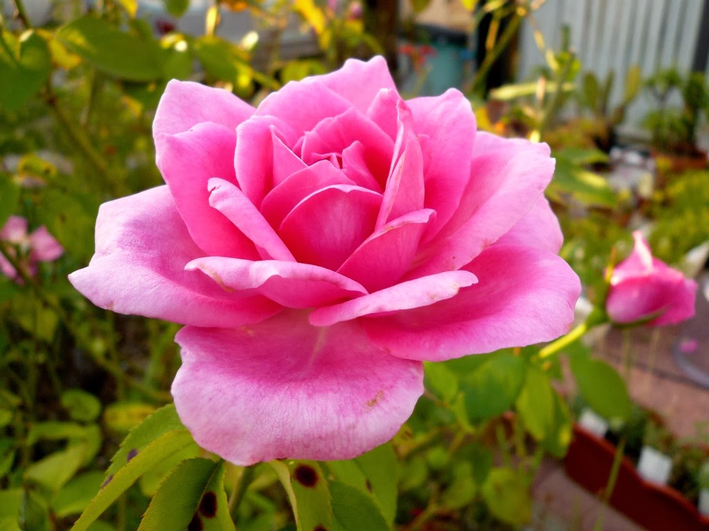 10 Colors of Rose That Express Feelings Top 10s