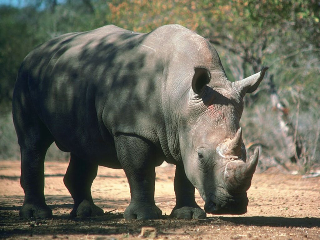 Wallpaper Blog: rhinoceros wallpaper
