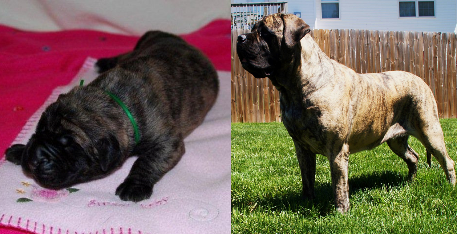 A Mastiff Blog Acquiring A Puppy