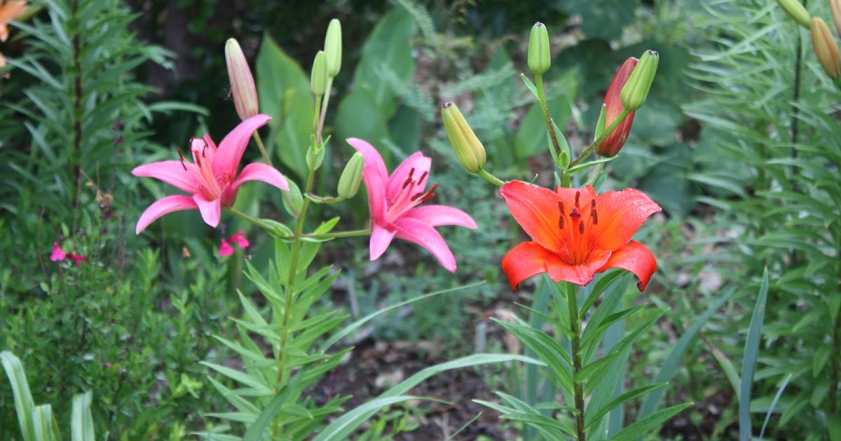 Multiply lilies and other bulbs with scaling, dividing, and cutting