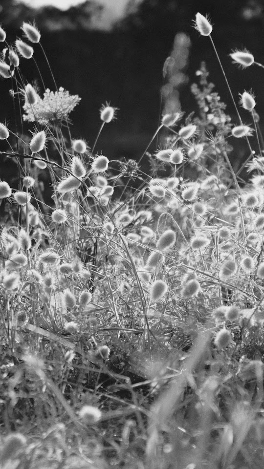 Reed Field Black And White Macro Bokeh Light Android Wallpaper