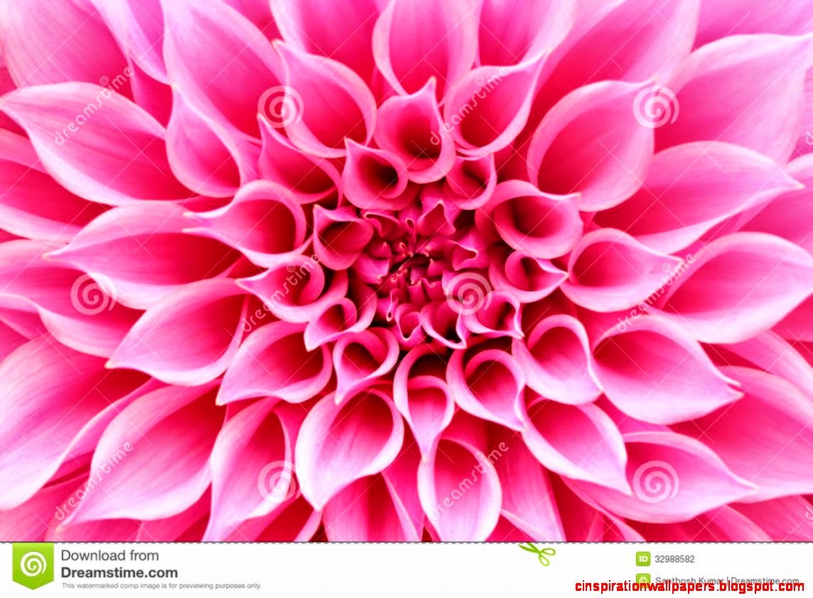 Abstract Closeupmacro Of Pink Dahlia Flower With Pretty Petals Abstract Closeupmacro Of Pink Dahlia Flower With Pretty Petals