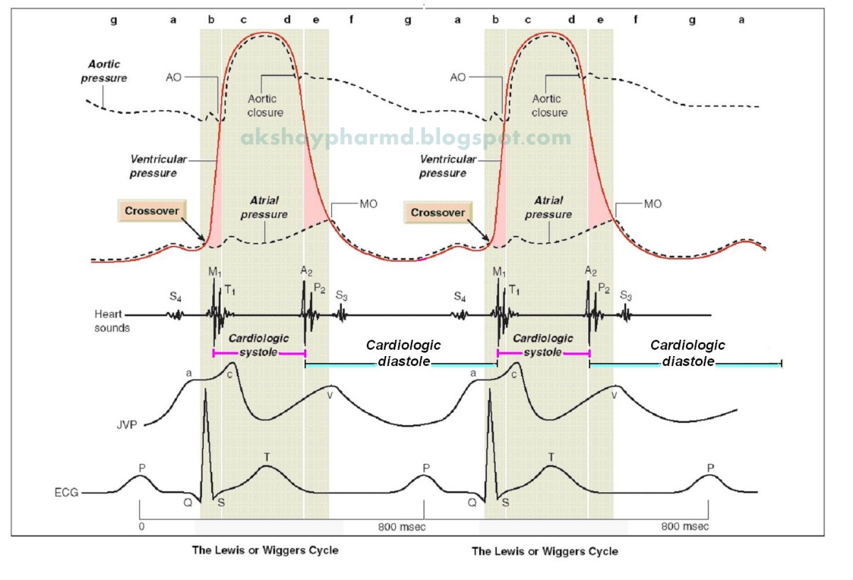 The Cardiac Cycle