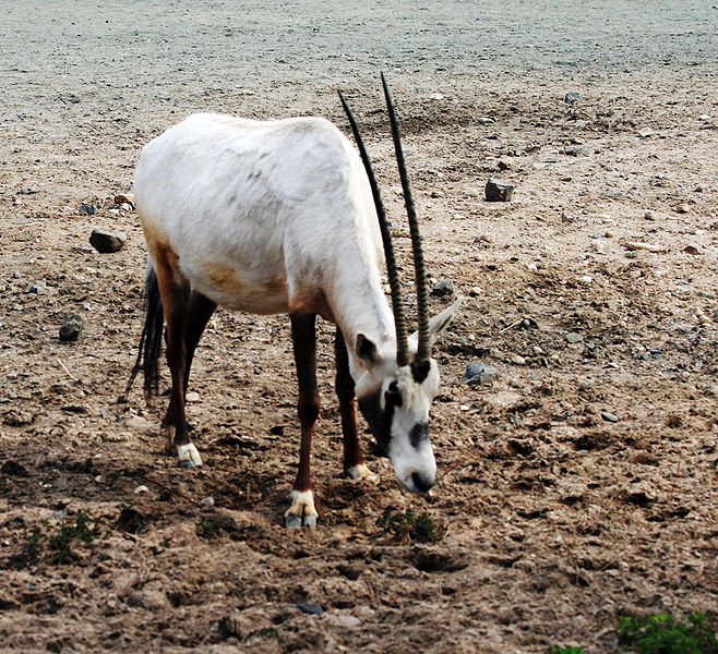 arabian orx arabian orx