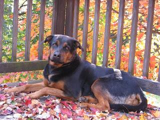 Canine TPLO Surgery Dog torn ACL