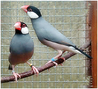 Bisnis Burung Yang Menjanjikan Omzet Tembus Rp50 Jutaan Okezone