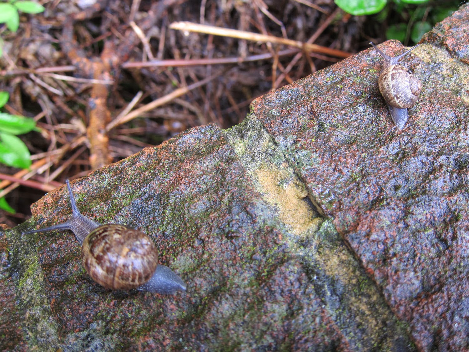 Download PreSonus Studio One 3 Professional v330 Incl