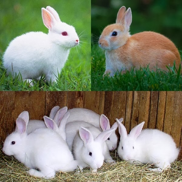 Business Ideas Small Business Ideas Commercial Rabbit Farming