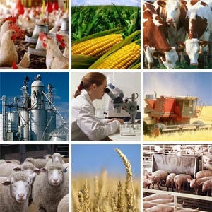 Agri Business Consultancy
