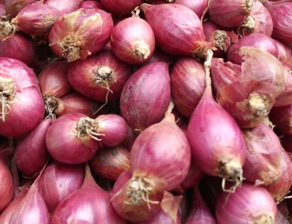 Kandungan Manfaat Dan Khasiat Bawang Merah Tanaman Obat Manfaat Dan