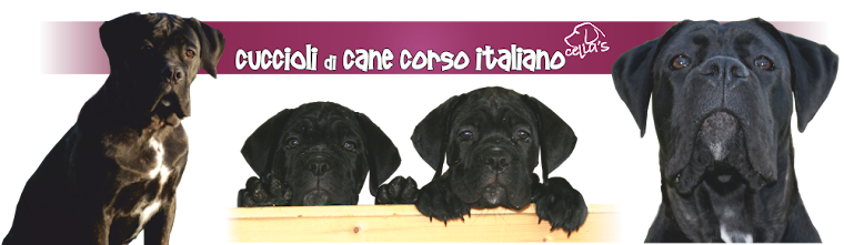 Cuccioli Cane Corso Sicilia