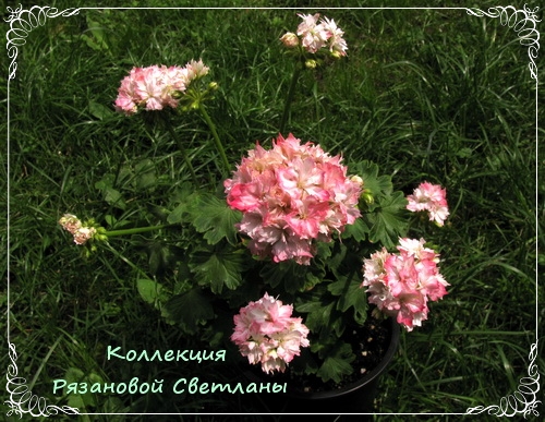 Пошаговая посадка картофеля под солому в огороде без хлопот Картофель под соломой. Посадка, выращивание, фото