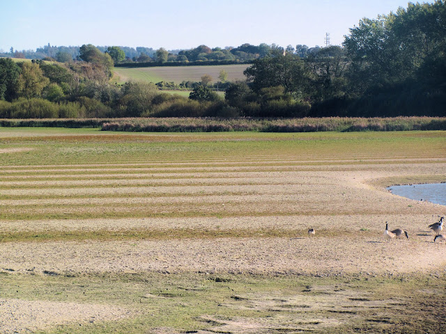 Medieval ridge and furrow markings normally flooded in Wilstone Reservoir