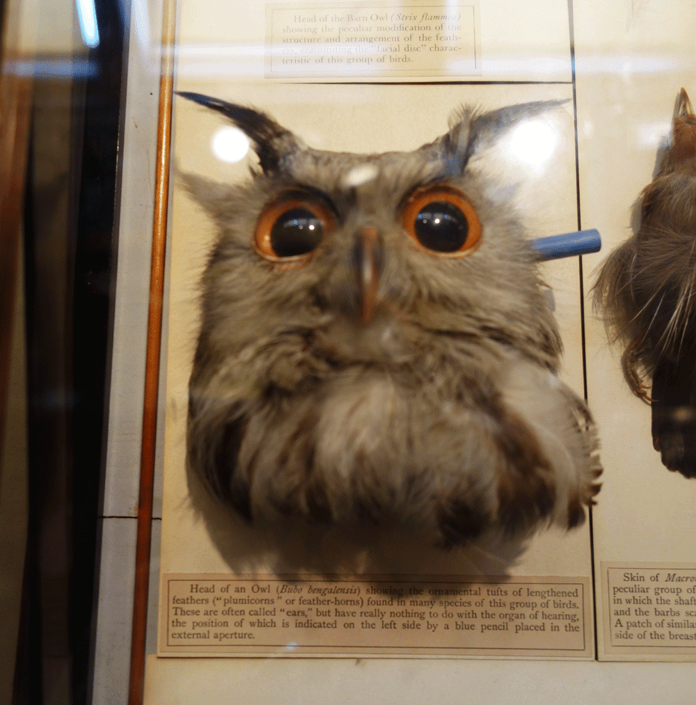 My Owl Barn Graffiti That Glow