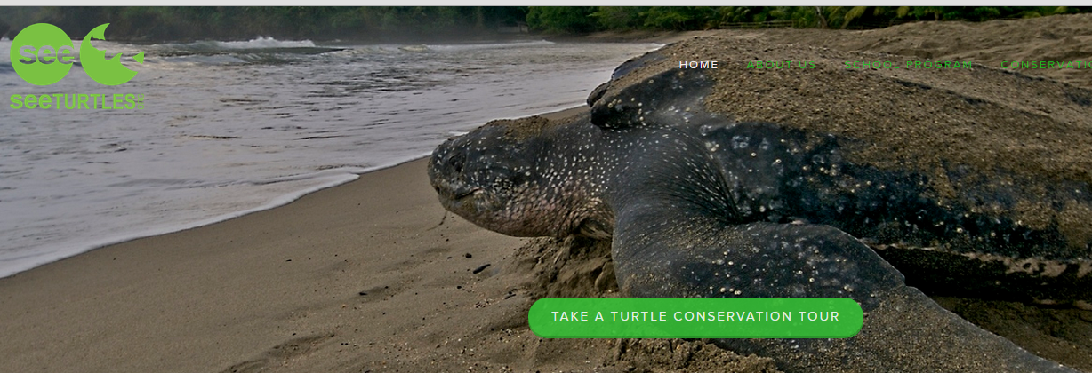 www seaturtle org www seaturtle org