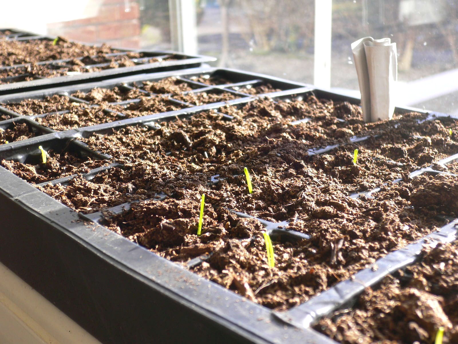 Seed to Feed Me HOW TO GROW LEEKS FROM SEED