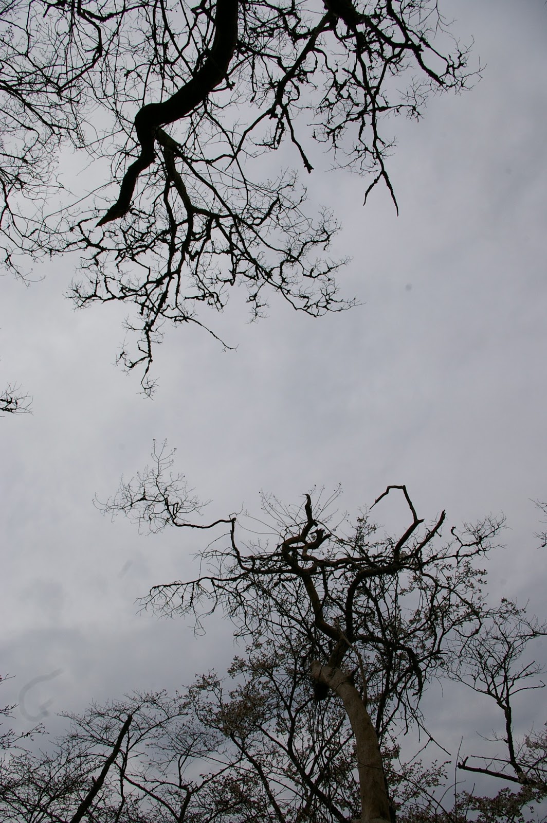 は の字日記 4月 2013