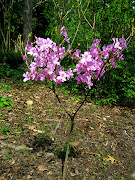 To wit, it's a smallish (to 3 M) deciduous rhododendron. (cabursnoway )