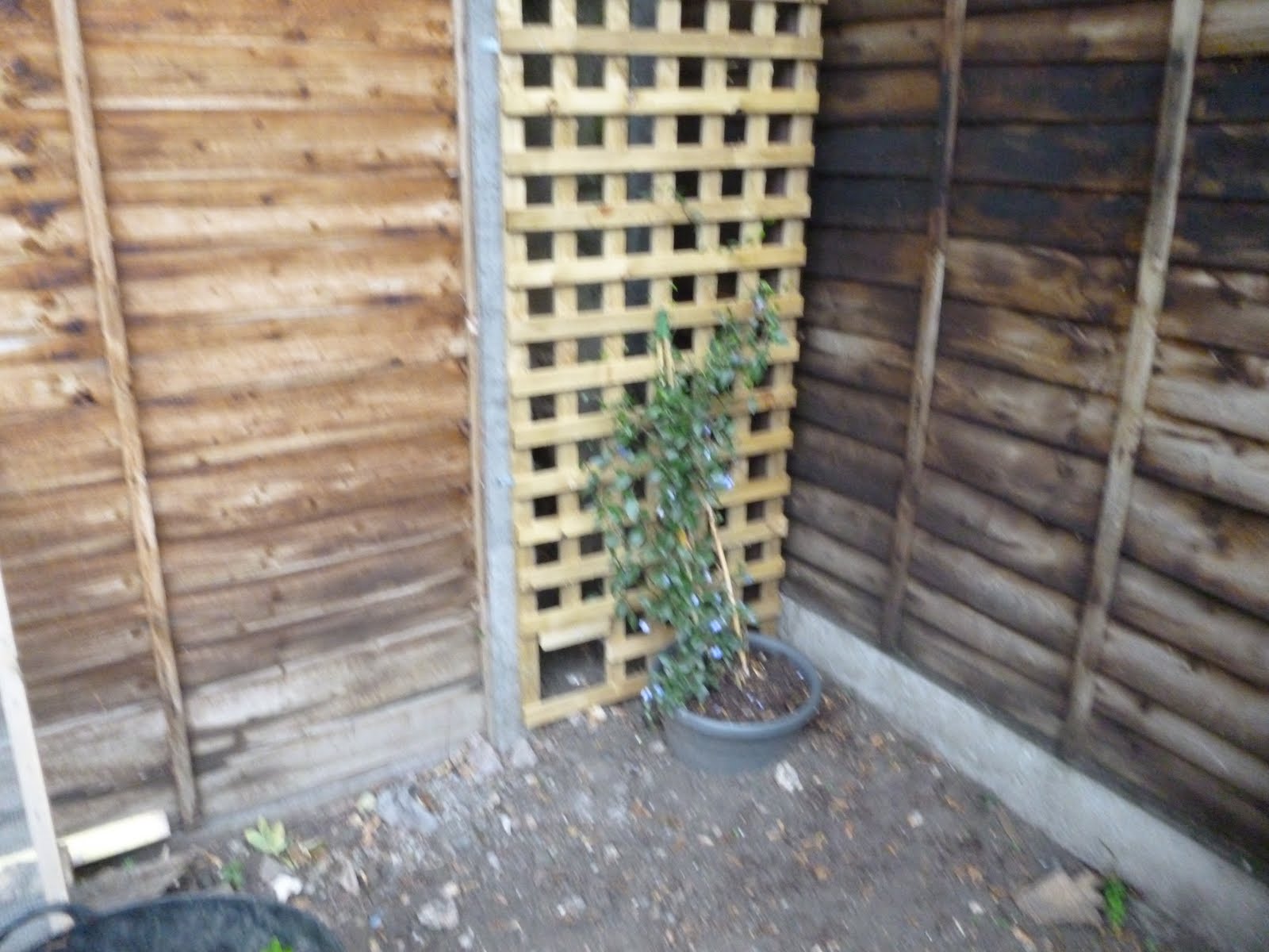 Can Cats Climb Trellis at Nicole Odom blog