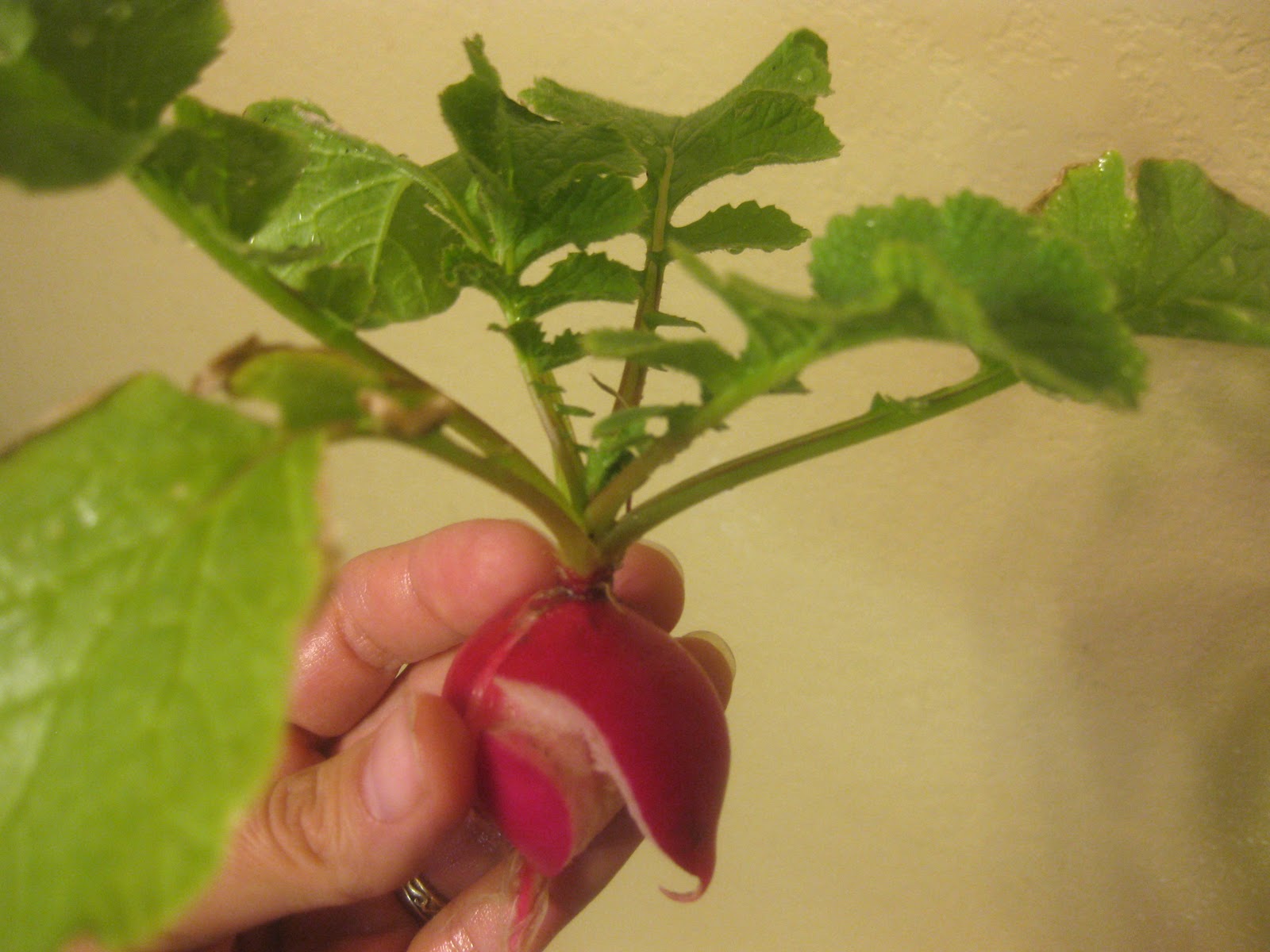 Texifornia: I Love Texas Fall Gardening