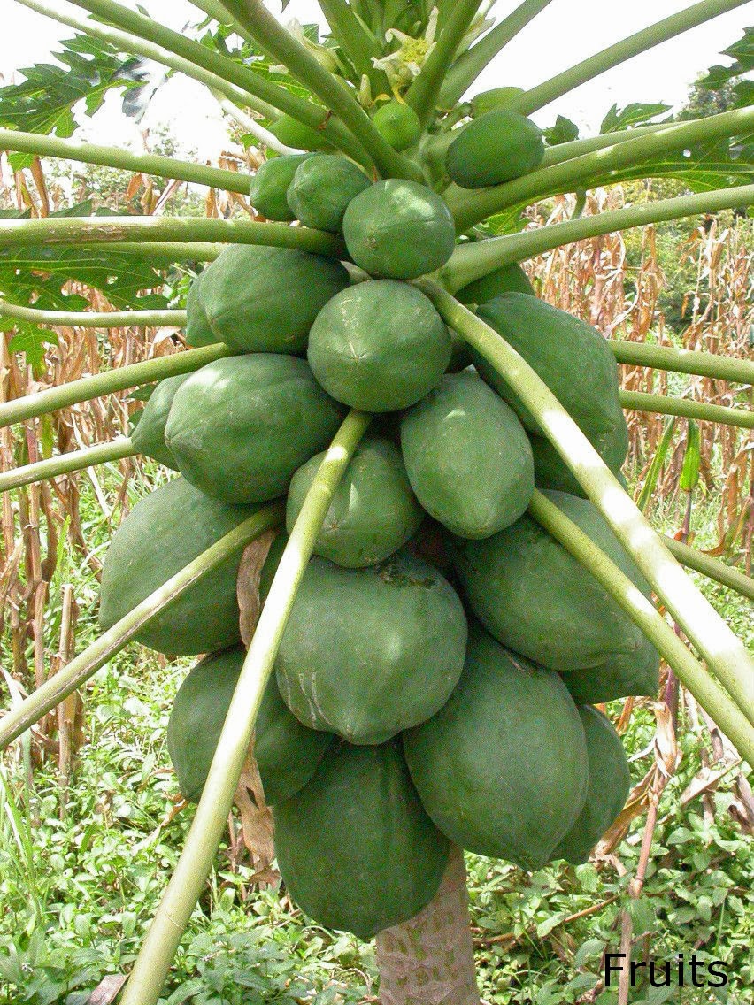 Herbal plants Sri Lanka Paepol, GaslabuCarica papaya