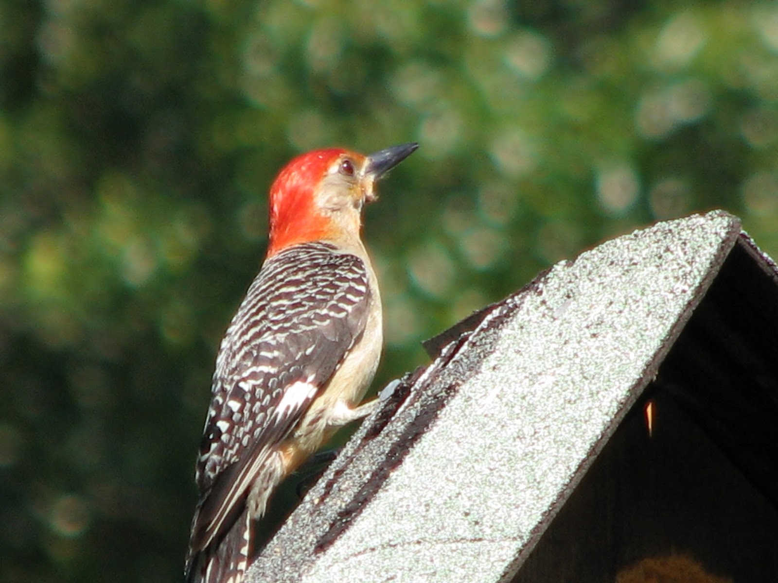 South Burlington birds Backyard Birds photos South Burlington