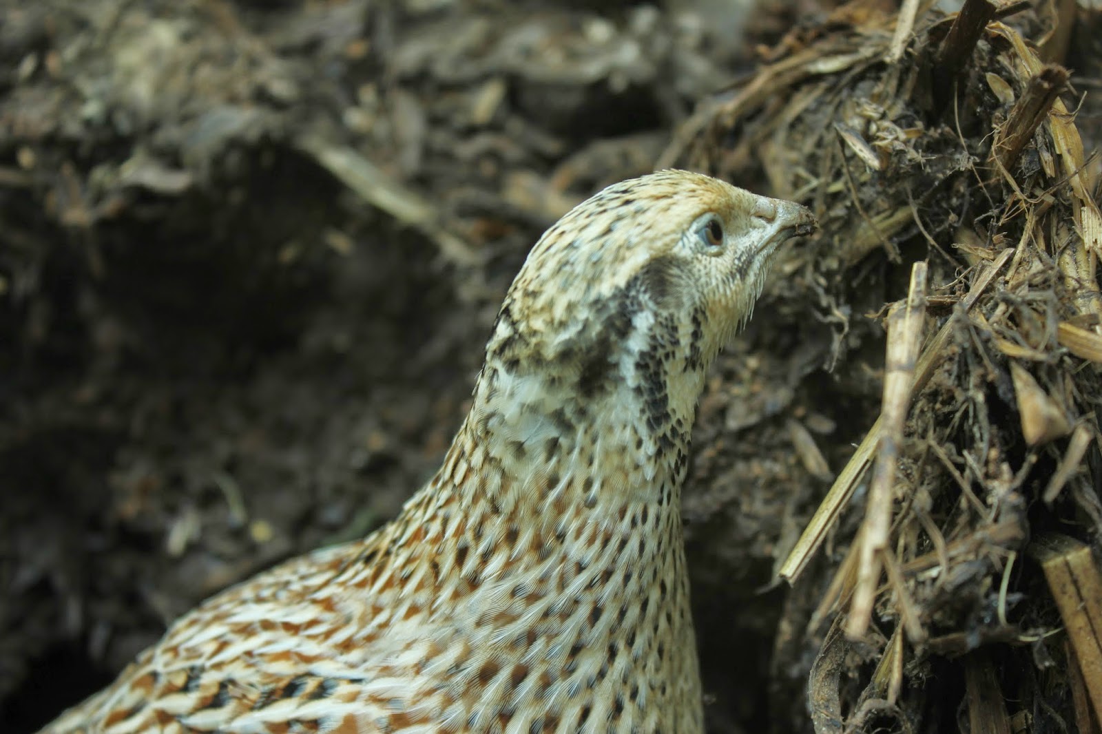 One of my coturnix quail has gone broody and is sitting. A Fred and