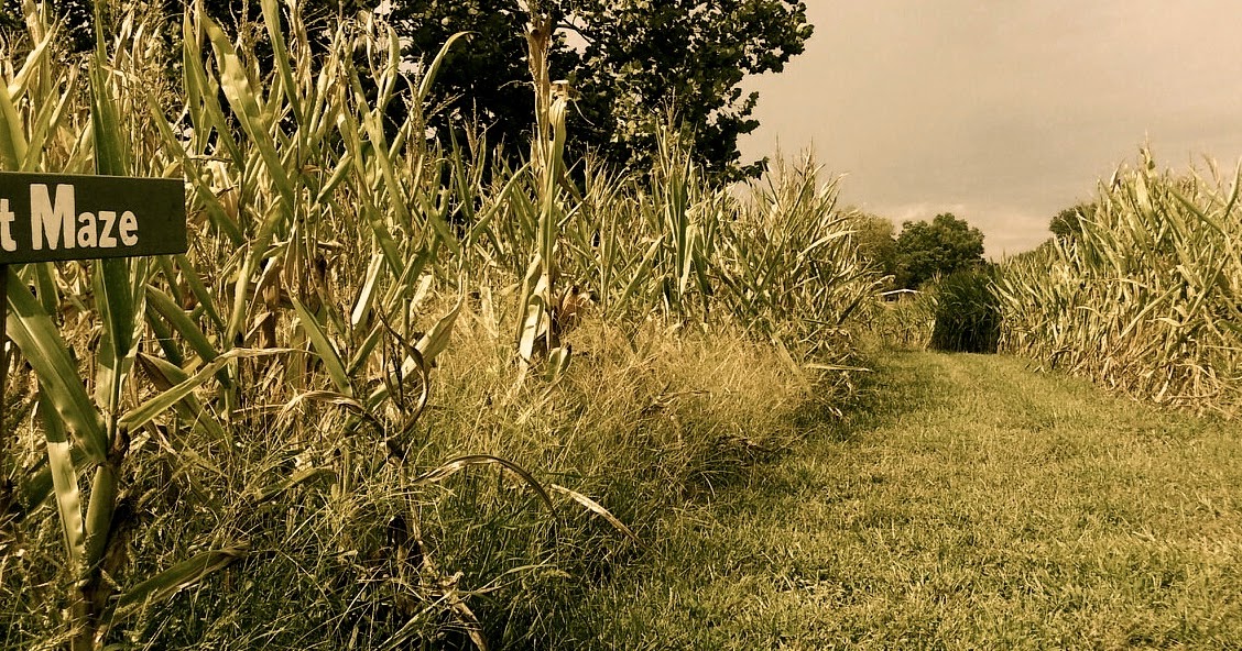Pumpkin patch near me image