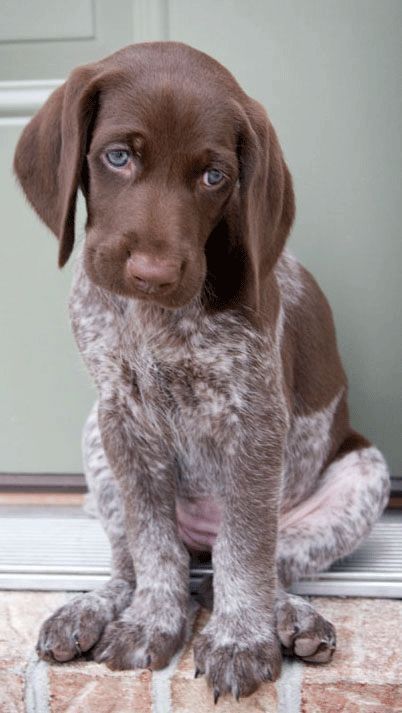 A magnificent image of a german shorthair pointer dog.