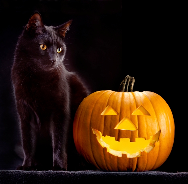 Peticular Fashions: Black cats at Halloween. Are they really in danger?