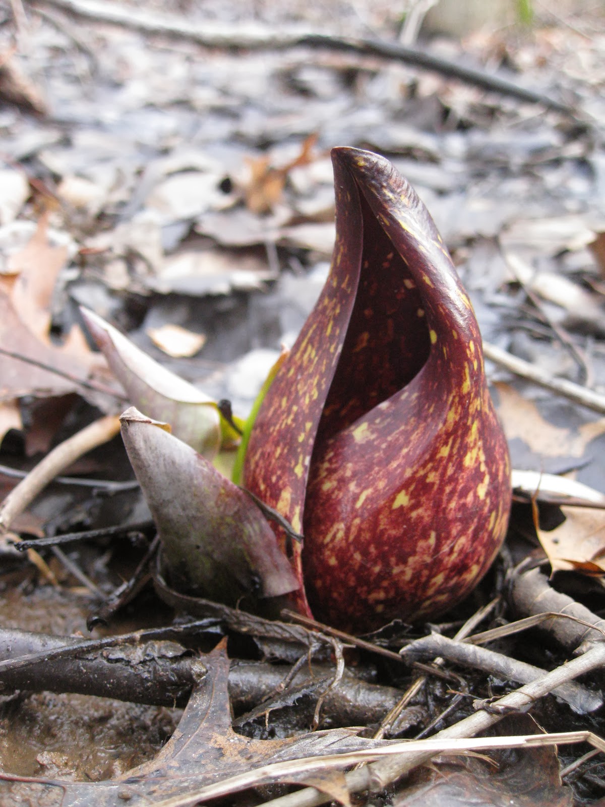 Capital Naturalist by Alonso Abugattas: Our First Flower - Skunk Cabbage