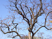 korean persimmon tree