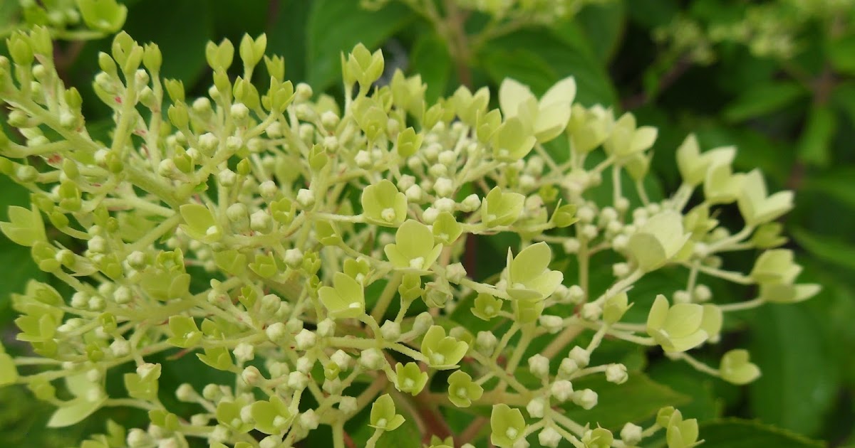 Ker Asie Un Jardin Du Morbihan