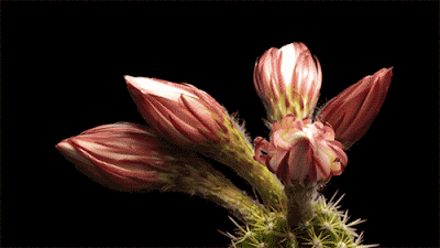 flower images hd gif free hd wallpapers august 2015 flower images hd gif free hd wallpapers august 2015