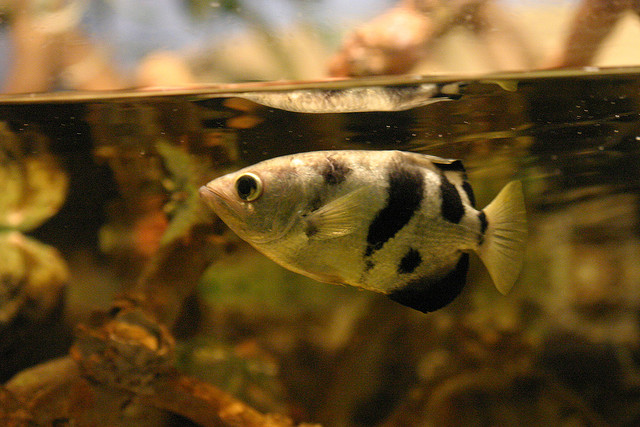 Archerfish The Adorable Snipers