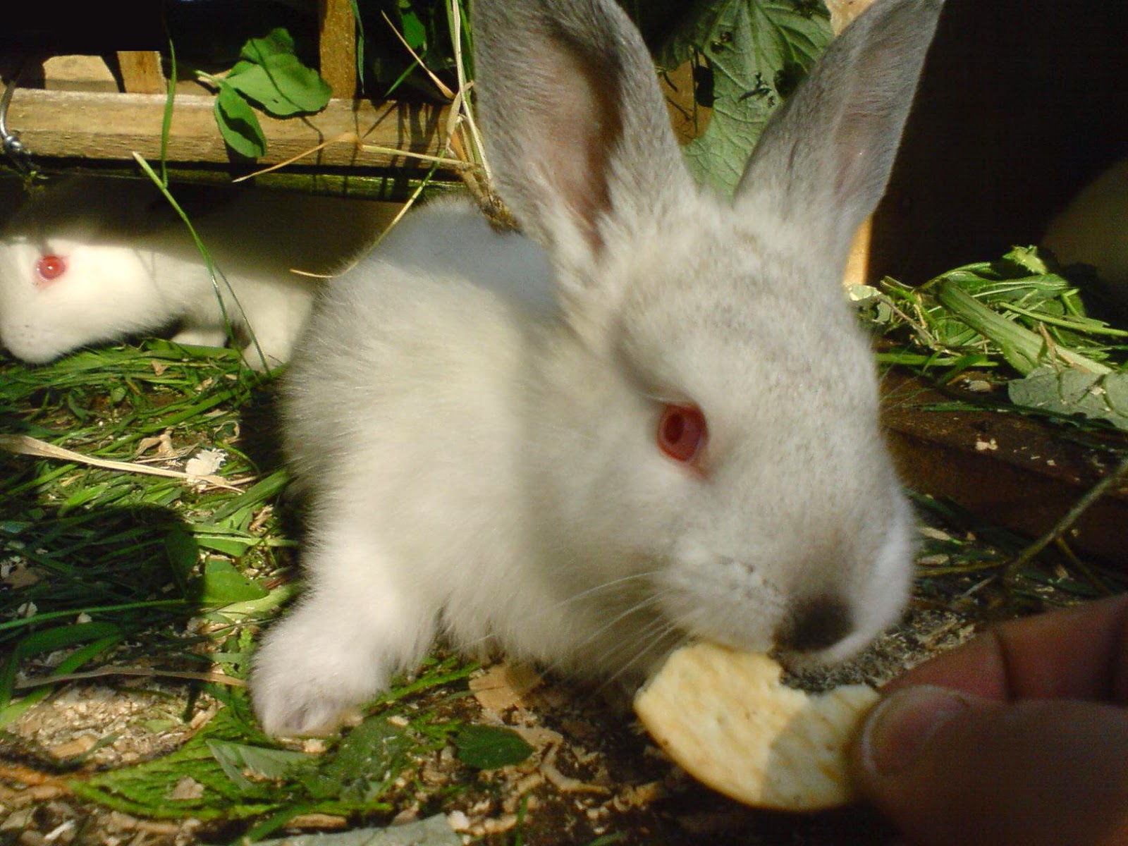 do rabbits eat pussy willows tied up teen sluts
