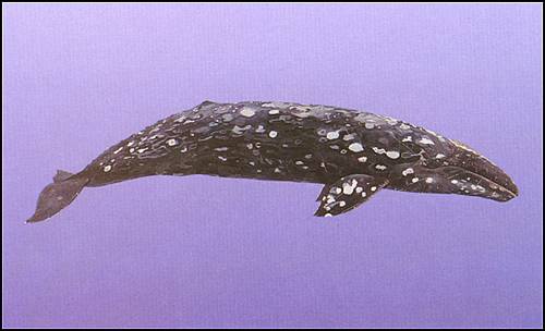 Atlantic Gray Whale