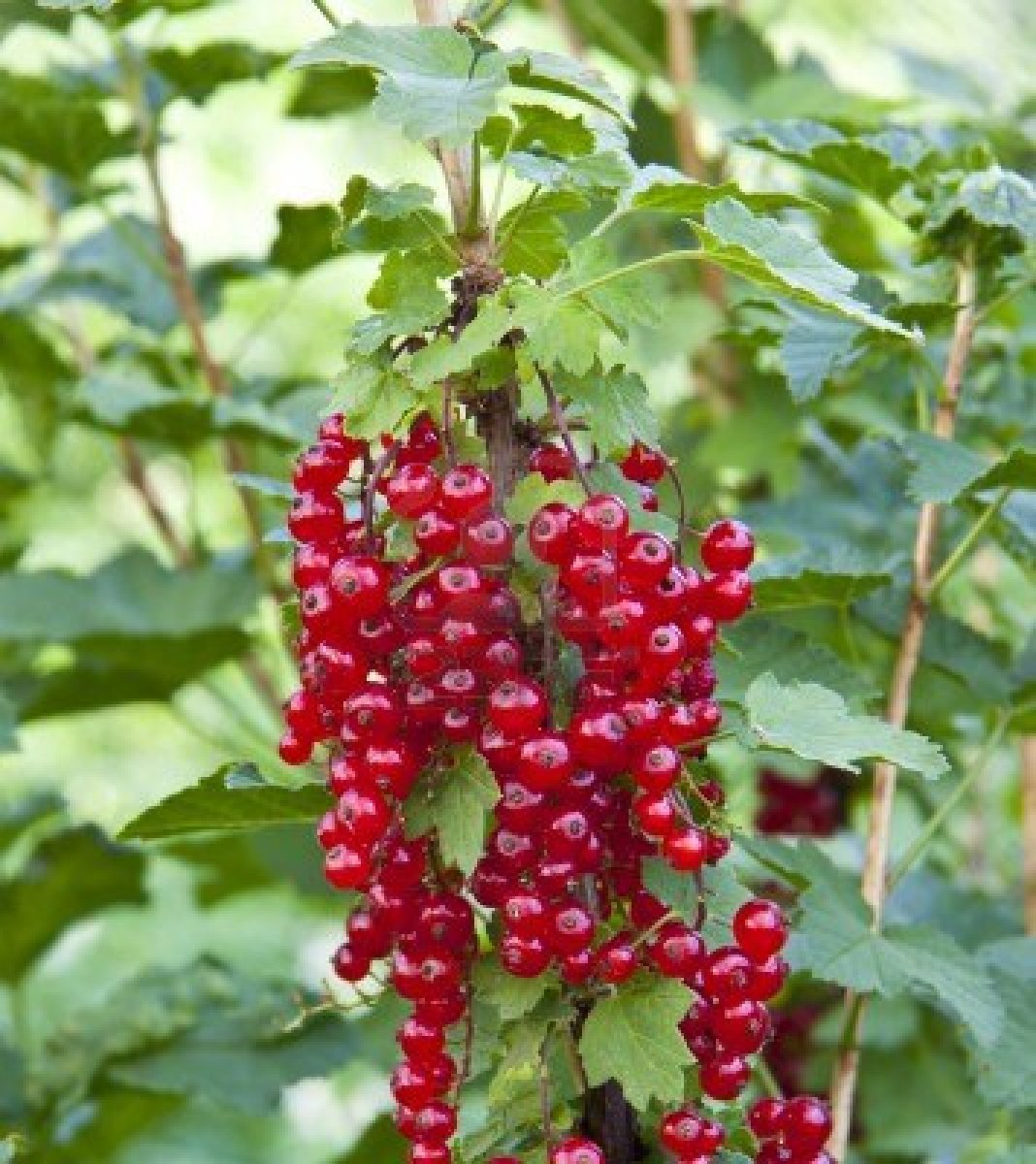 Native currant bush for sale Native currant bush for sale